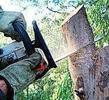 Best Root Management and Removal  in Central, SC