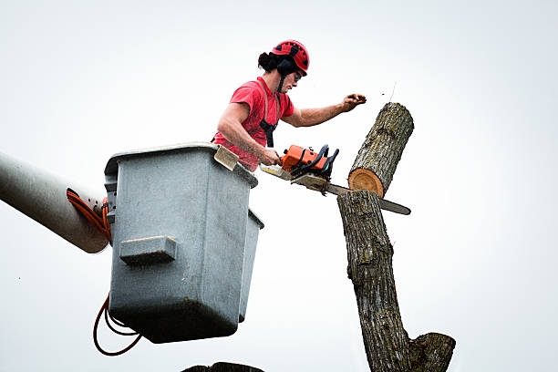 How Our Tree Care Process Works  in  Central, SC
